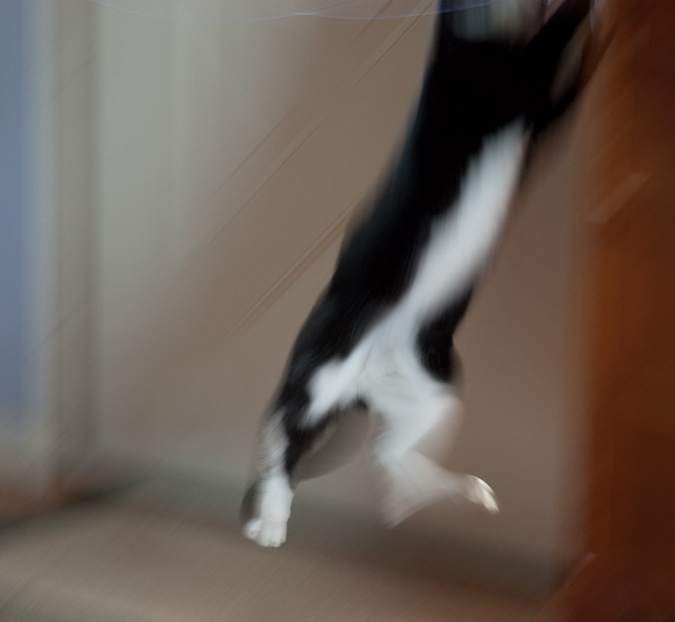 A cat chasing a toy