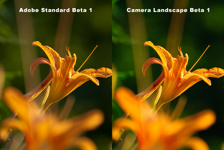 Adobe Standard Beta 1 vs. Camera Landscape Beta 1