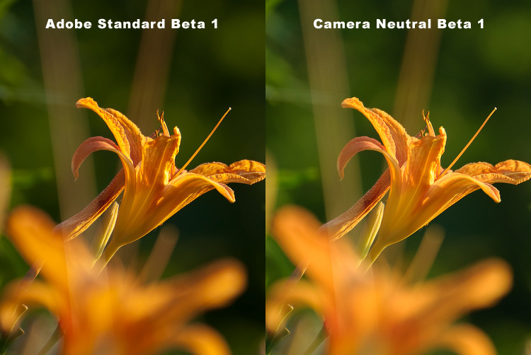 Adobe Standard Beta 1 vs. Camera Neutral Beta 1