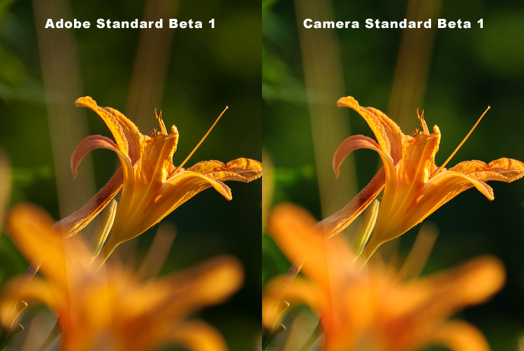 Adobe Standard Beta 1 vs. Camera Standard Beta 1