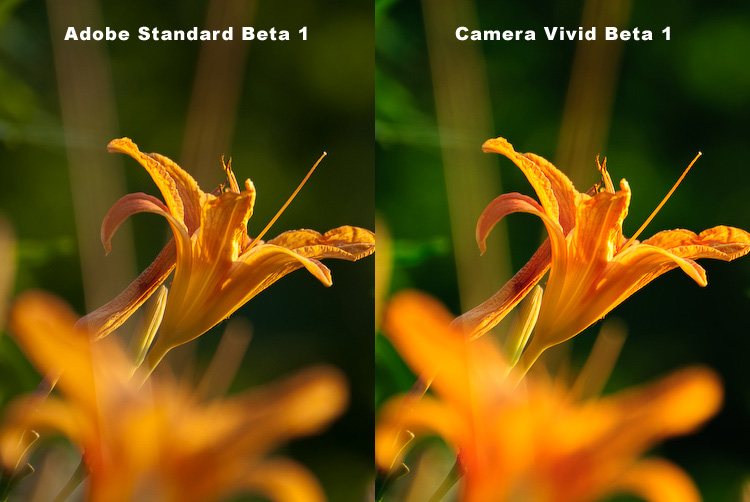 Adobe Standard Beta 1 vs. Camera Vivid Beta 1