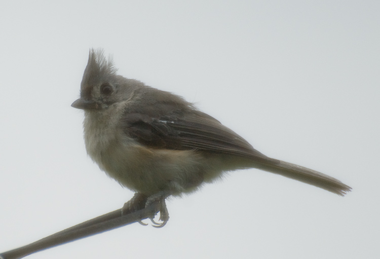 Tufted Titmouse Photo