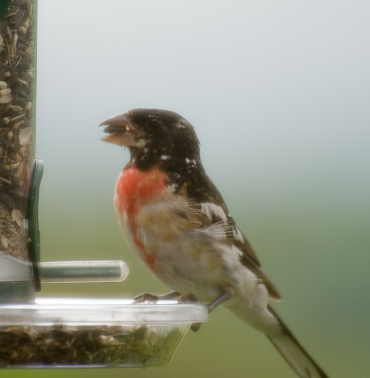 Male Rose-Breasted Grosbeak