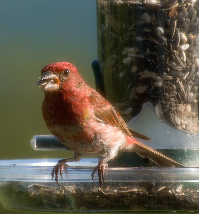 Male purple Finch on a Bird Feeder