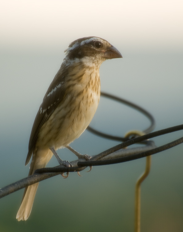 Female Rose-Breasted Grosbeak