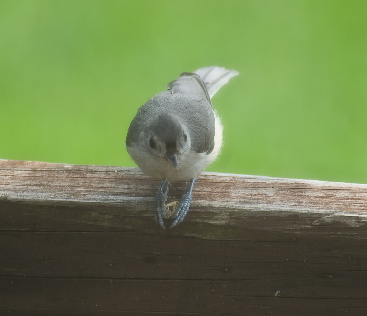 Tufted Titmouse Holding a Seed