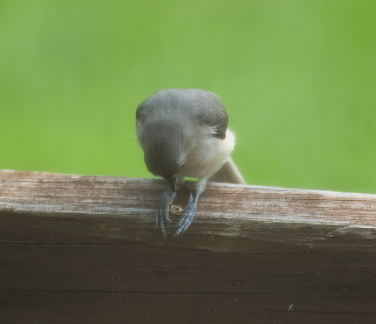 Tufted Titmouse Cracking Seed