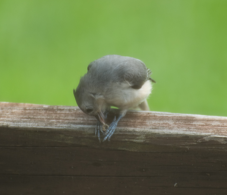 Tufted Titmouse Eating the Rewards