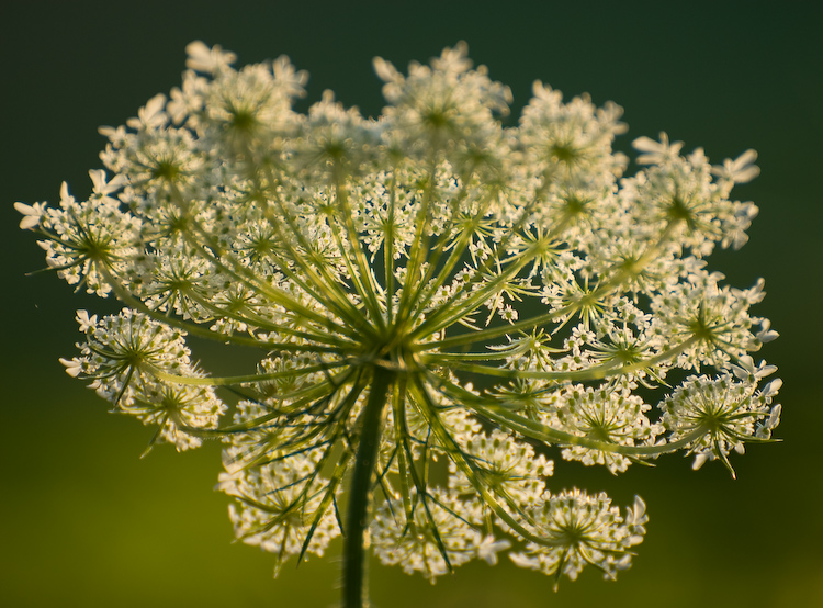 Queen Anne's Lace