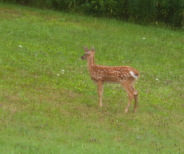 Spotted Fawn in my Lawn