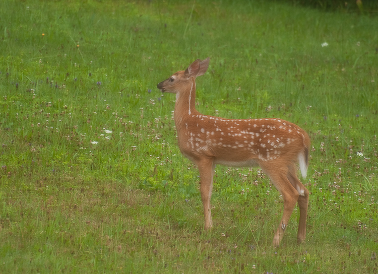 Spotted Fawn with Ears Back