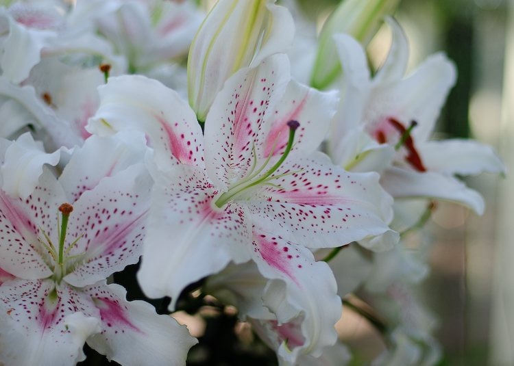 White and Pink