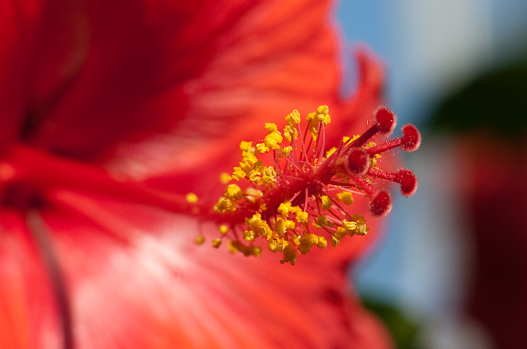 Red and Yellow