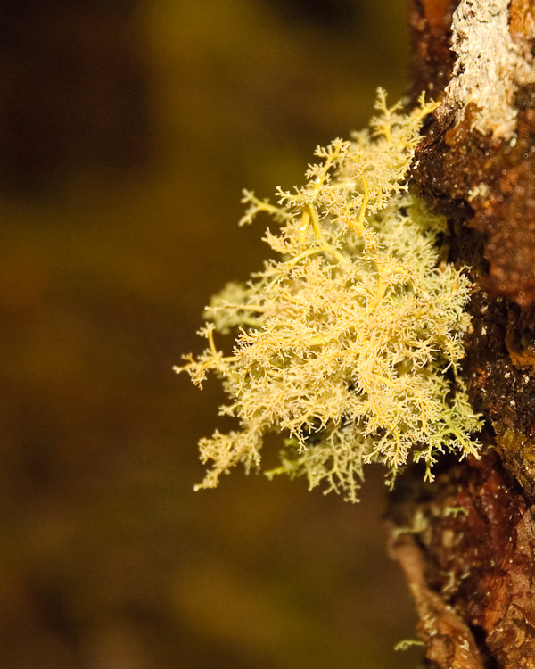 This small patch of fluffy moss was clinging to a rock on a scenic trail near Mendenhall Glacier.