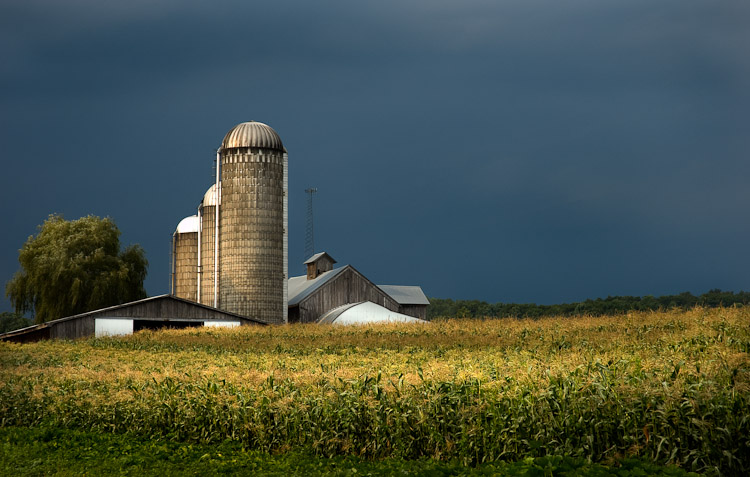 Woody Cornfield