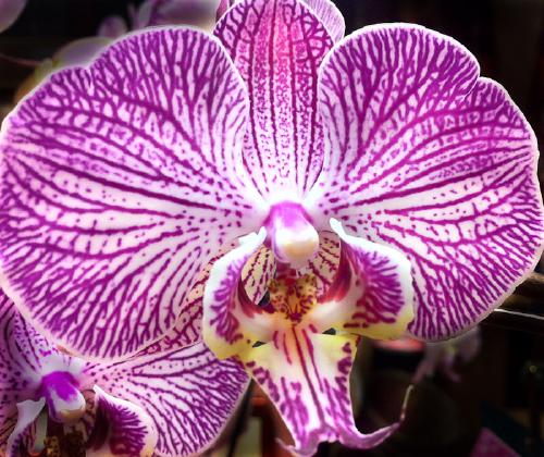 Violet Orchid · DigitalNotions